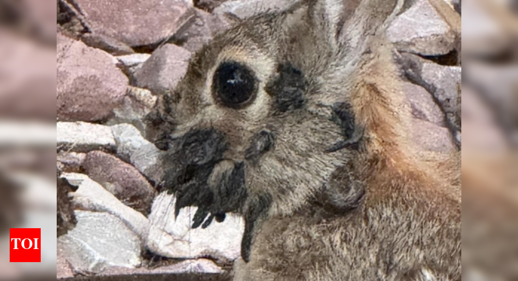 rabbits-with-creepy-“tentacles”-growing-from-their-heads-spotted-in-us;-what-are-these-eerie-horns?