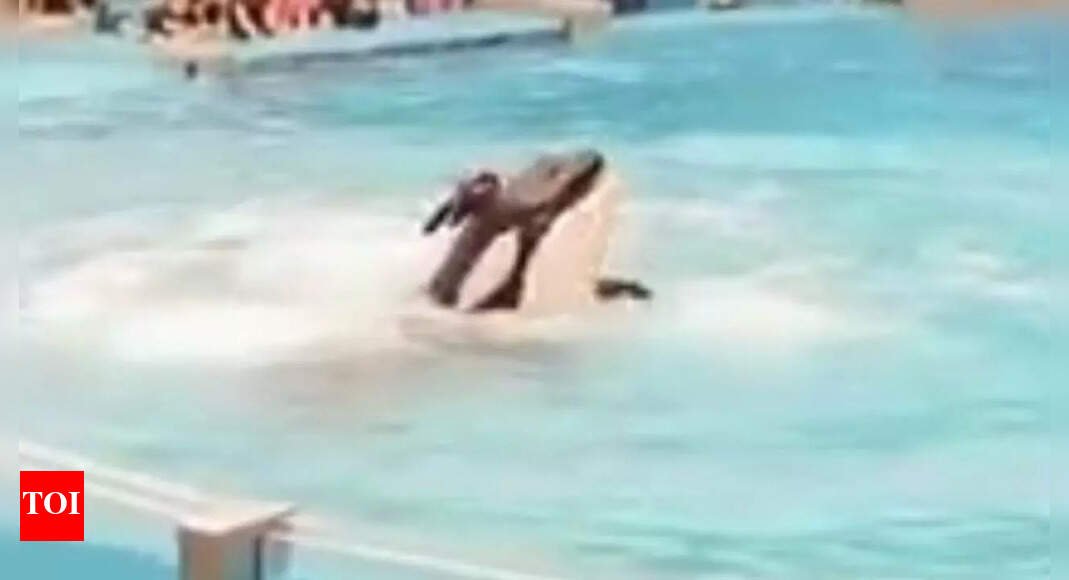 who-is-jessica-radcliffe?-the-‘23-year-old-trainer’-from-the-viral-orca-attack-video
