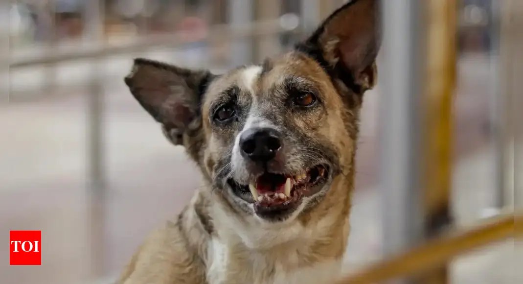 families-of-dog-bite-victims-welcome-sc-order;-ask-those-opposing-to-adopt