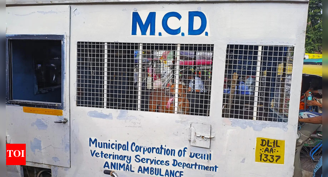 delhi-stray-dog-crackdown:-700-caught-near-red-fort-ahead-of-independence-day;-helpline,-phase-wise-removal-drive-planned-by-mcd