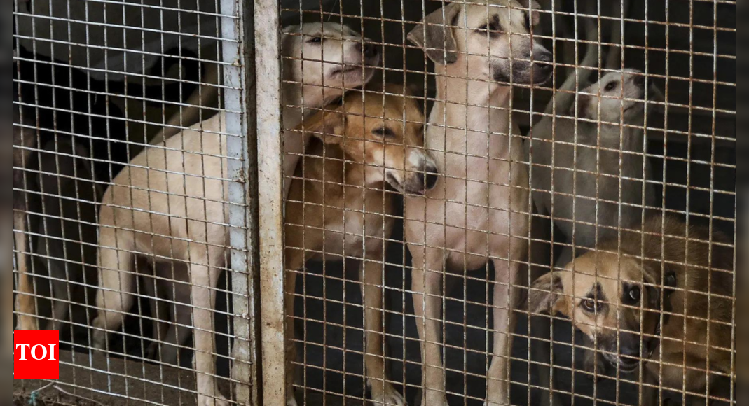 got-2,500-dogs-killed-during-my-tenure,-brags-karnataka-mlc