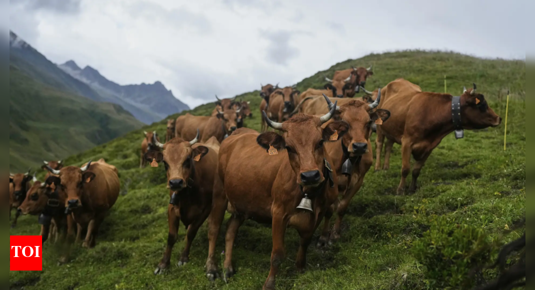 national-animal-status-for-cow?-what-centre-told-parliament