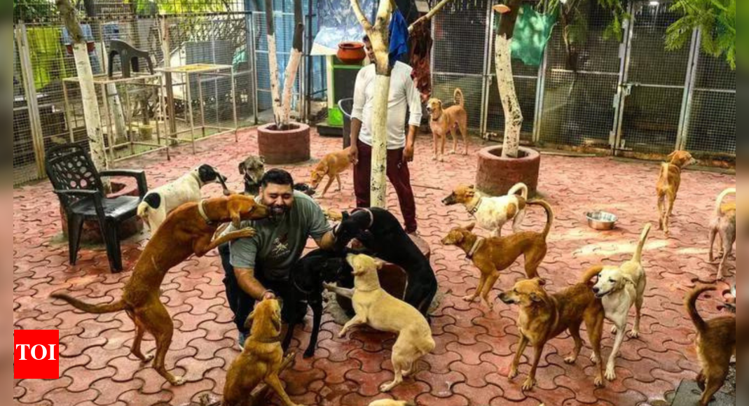 worry-at-animal-welfare-centres:-where-do-they-go-after-recovery?