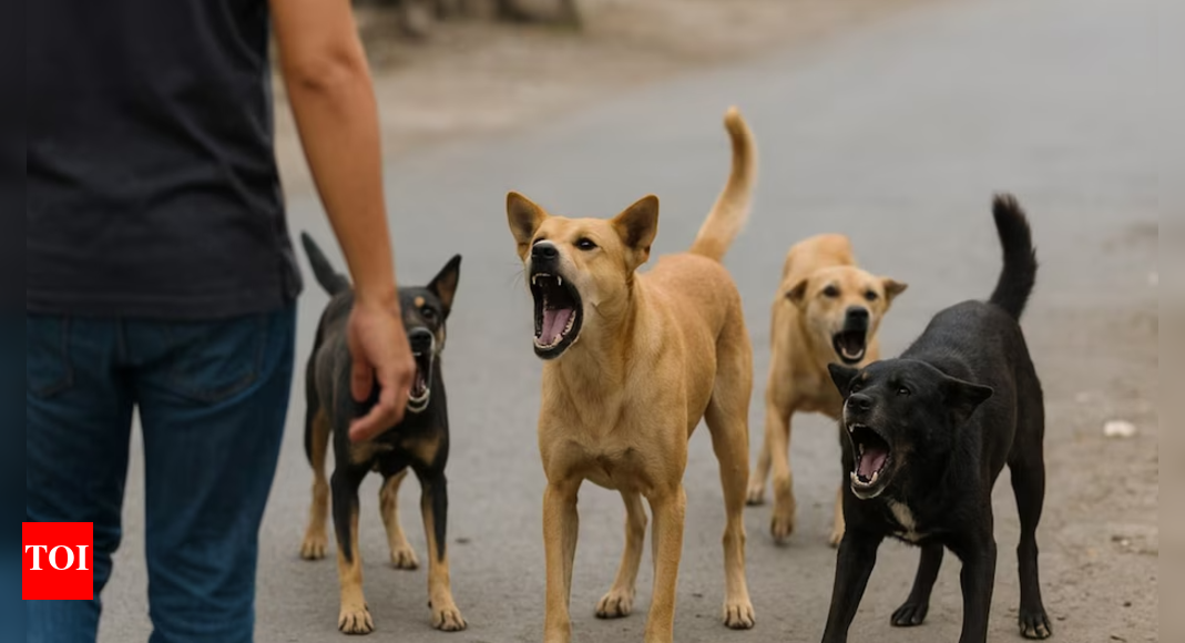 sc-stray-dog-order-row:-how-the-world-tackles-strays-—-from-mass-sterilisation-drives-to-euthanasia