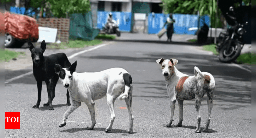 show-compassion-for-stray-dogs,-buddhist-scholars-urge-supreme-court