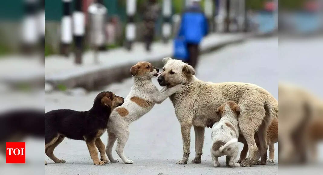 sc-order-on-stray-dogs:-the-staggering-cost-of-sheltering-delhi’s-street-canines-–-explained