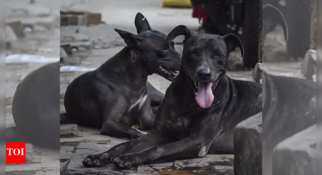2.8-lakh-stray-dogs-in-up-sterilised-in-last-2-years