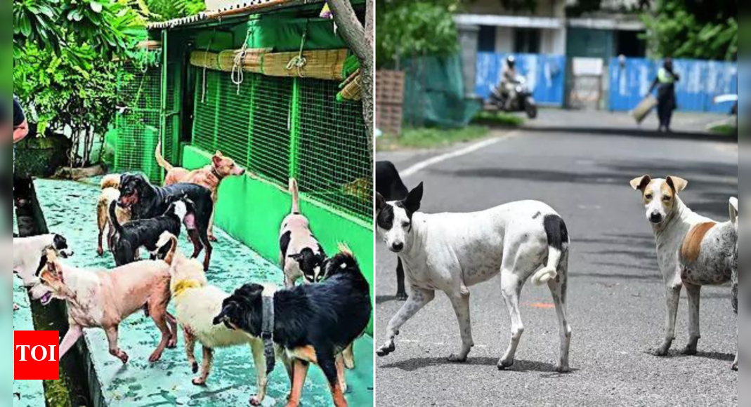 3-judge-supreme-court-bench-to-hear-issue-of-stray-dogs-afresh