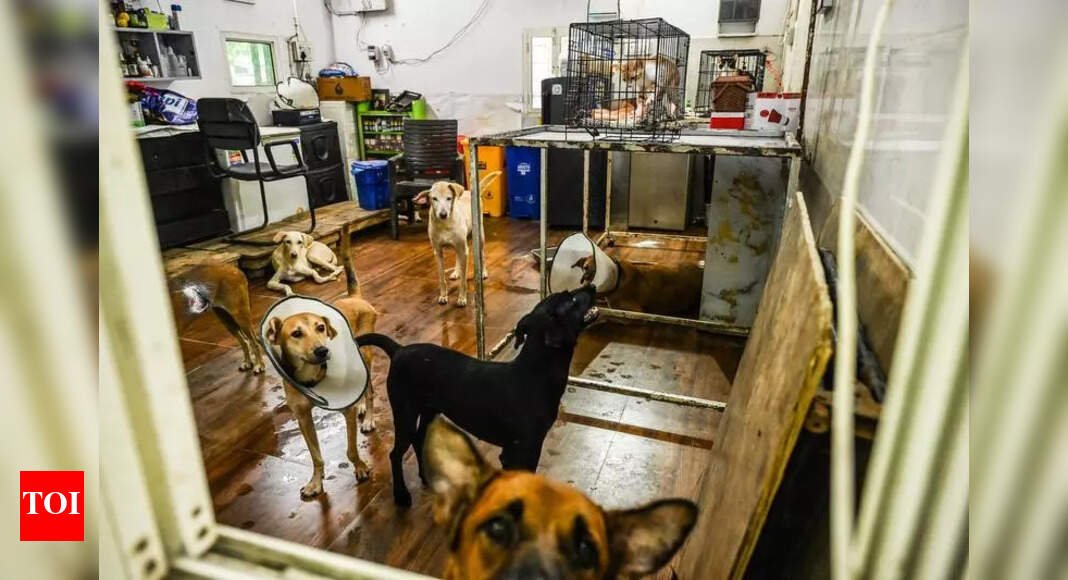 stray-dog-management-at-abcs:-30-volunteers-offer-aid;-municipal-corporation-of-delhi-(mcd)-caught-150-from-12-zones,-more-shelters-&-microchipping-planned