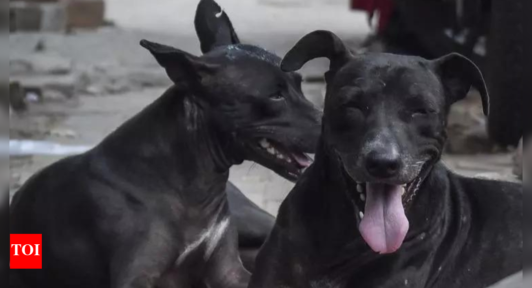 vax,-sterilisation-data-show-up-has-strays-dog-menace-in-check;-2.84-lakh-treated,-17-abc-centres-set-up