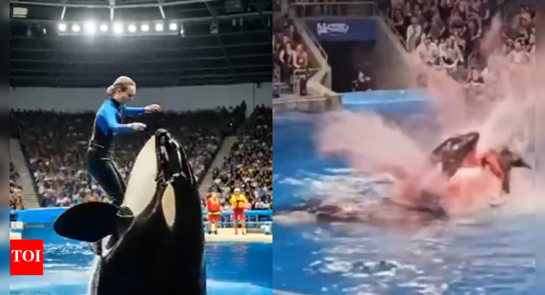 why-people-fell-for-the-jessica-orca-hoax-and-how-to-spot-the-fakes