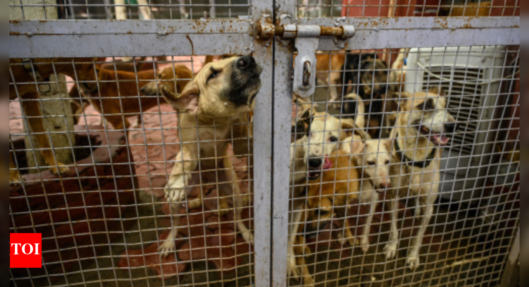 stray-dogs-case:-sc-blames-‘inaction’-of-authorities;-10-takeaways-from-hearing