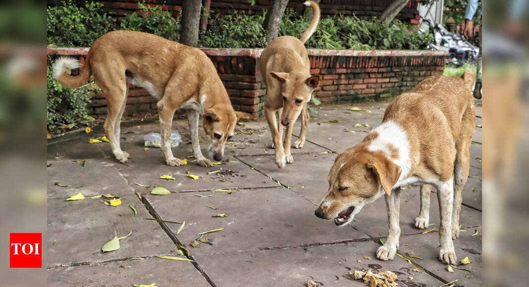 ‘give-them-a-better-life,-don’t-throw-them-out’:-former-india-cricket-captain-urges-compassion-for-stray-dogs