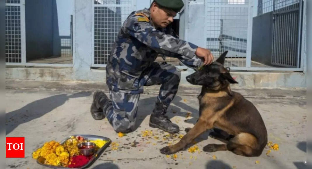 ‘nepalese-worship-dogs,-indians-must-unite-&-save-delhi-ncr-strays’