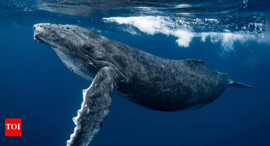whale-skull-fossil-found:-a-26-million-year-old-skull;-sheds-light-on-ancient-marine-life