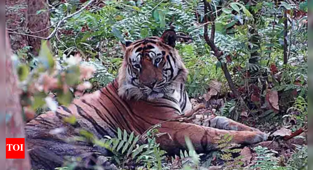 ngt-warns-madhya-pradesh-govt-over-darshan-yatra-in-bandhavgarh-tiger-reserve-core-area;-orders-sop,-visitor-limits