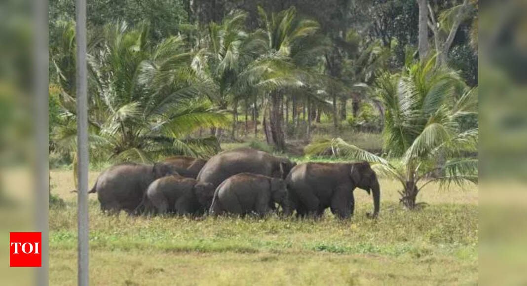 elephants-driven-out-of-coffee-plantations-in-kodagu
