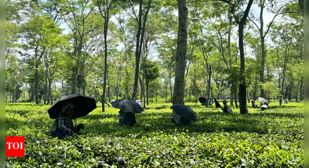 matcha-in-demand:-how-south-india-is-embracing-the-trend