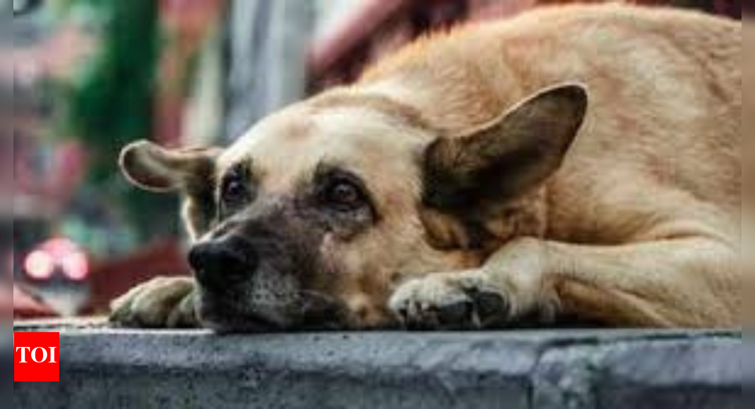 save-delhi-ncr-strays:-when-rss-chief-&-rahul-gandhi-speak-in-unison-for-the-voiceless