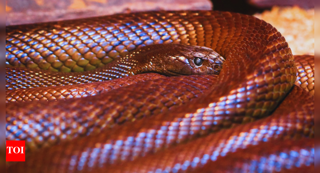 which-country-has-the-most-venomous-snakes?