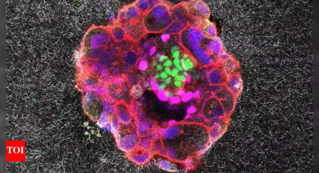 real-time-implantation-of-human-embryo-captured-for-the-first-time-ever