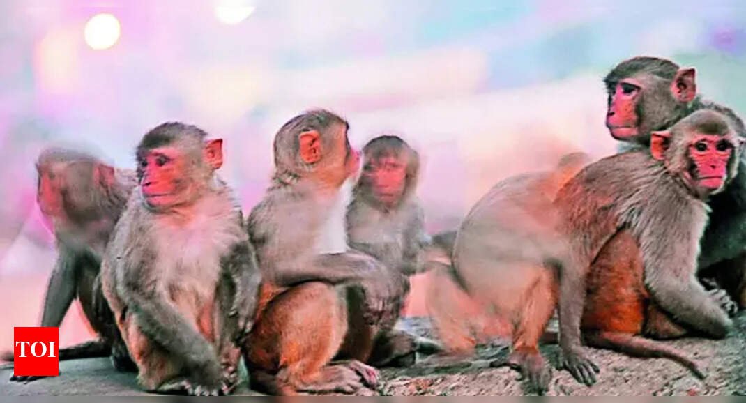 bihar-man-dies-in-attack-by-20-monkeys