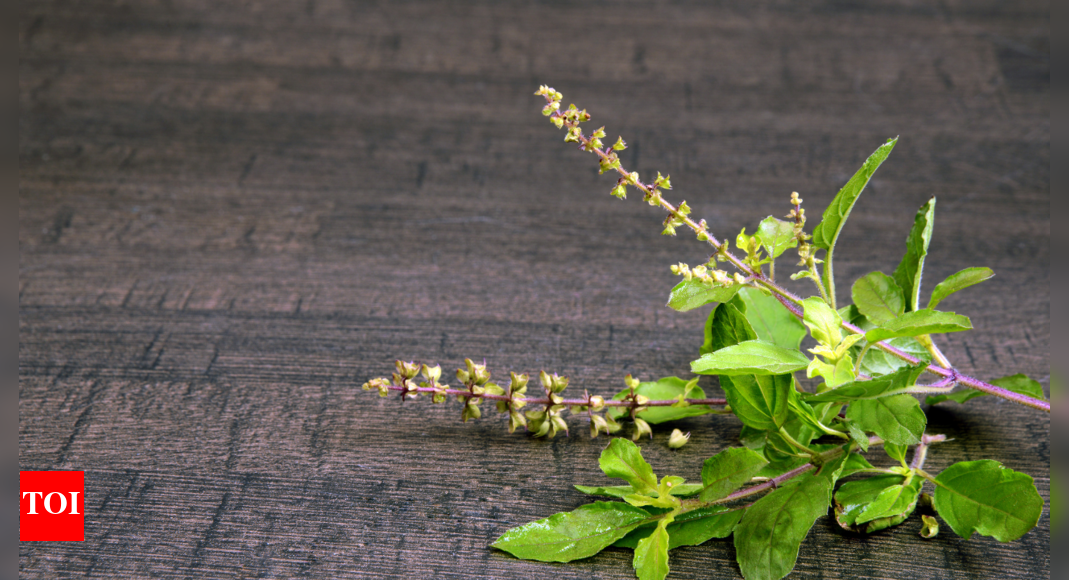 tulsi-can-reduce-cortisol-by-36%:-here’s-how-it-works-&-the-right-way-to-use-it