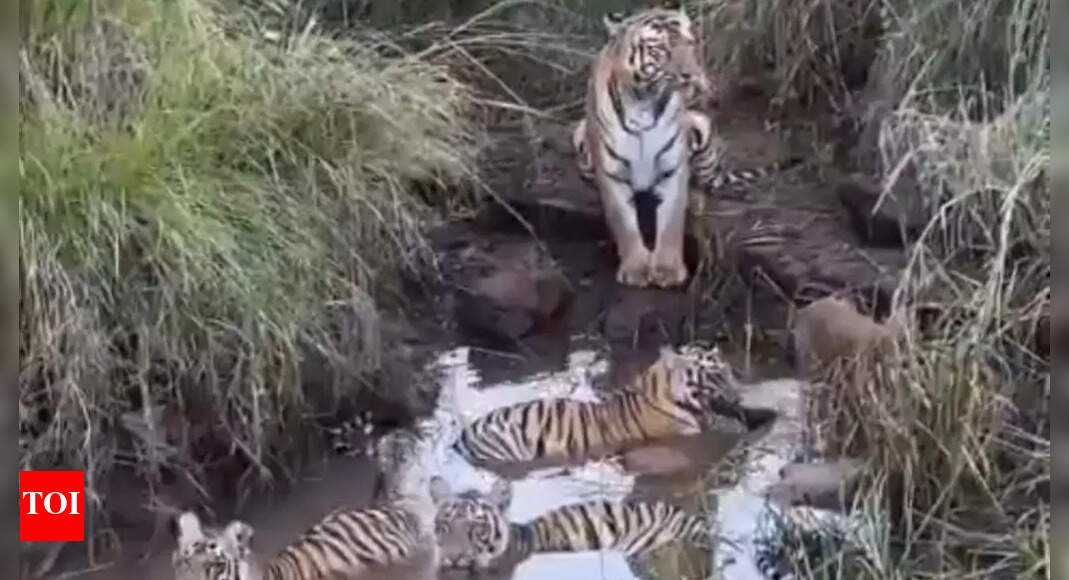 watch!-tigress-guards-while-her-cubs-play:-a-viral-wildlife-moment-that-melted-hearts