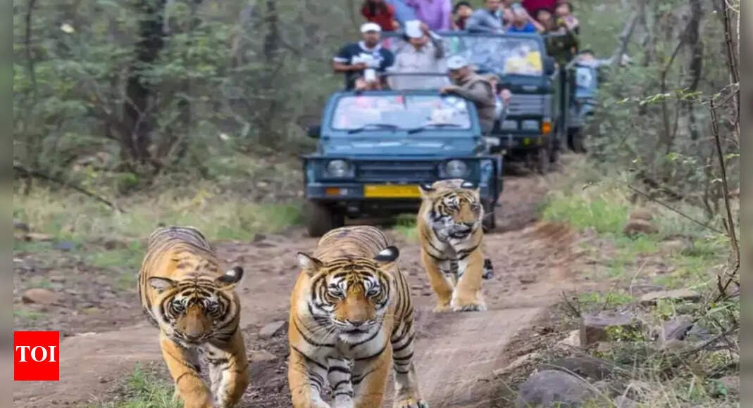 ranthambore-guide-abandons-vehicle-mid-jungle-in-dark;-3-vehicles,-drivers-banned