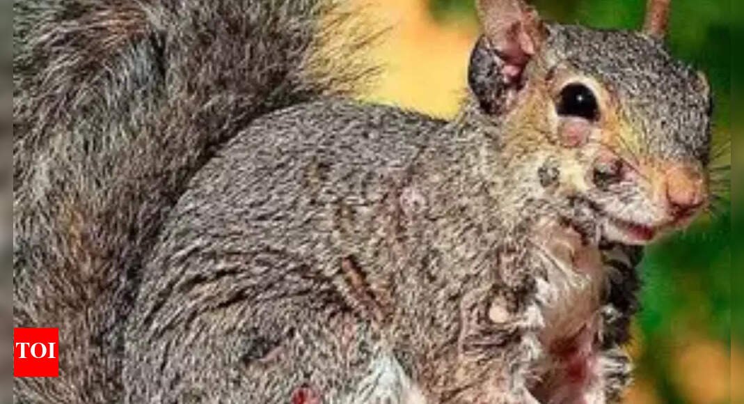 after-‘frankenstein’-rabbits,-‘zombie-squirrels’-are-haunting-americans