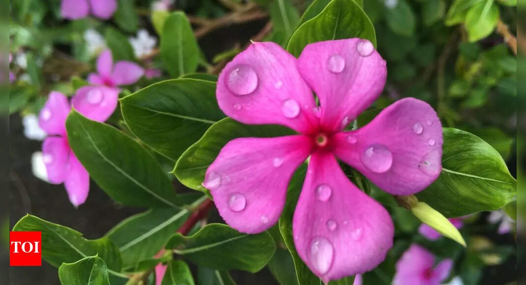 low-light,-high-humidity:-how-to-manage-plant-stress-in-the-monsoon-season