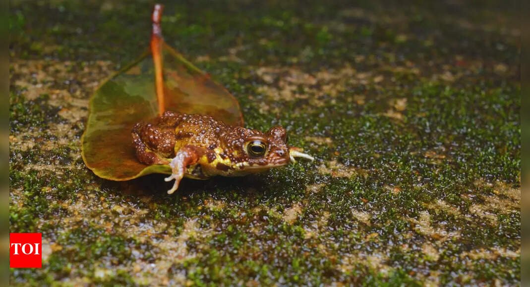 from-rare-toads-to-chasing-waterfalls:-5-reasons-why-amboli-is-every-nature-lover’s-dream-adventure