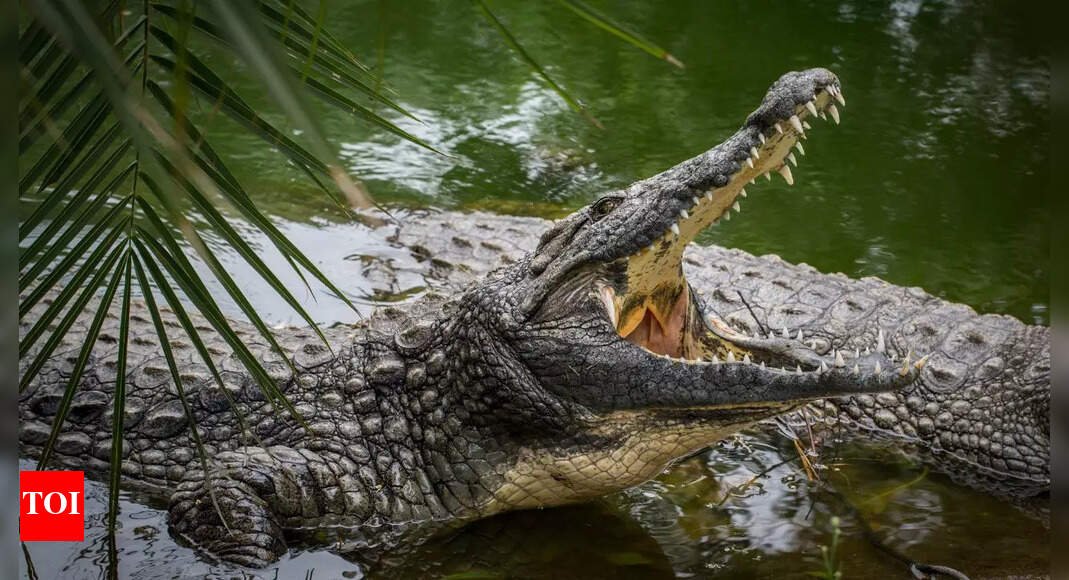 mother-battles-crocodile,-saves-5-year-old-son