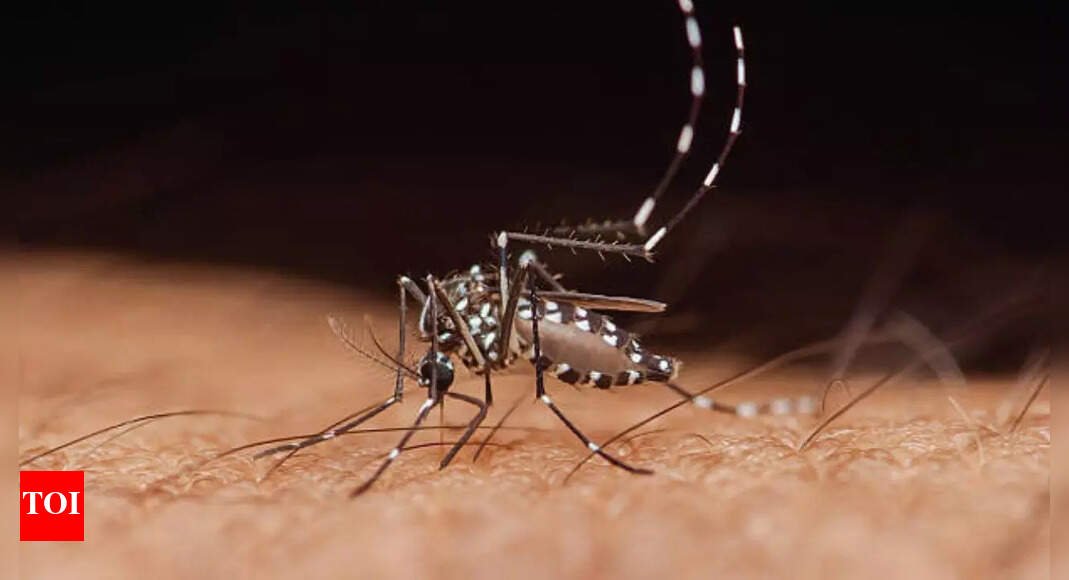 dengue-cases-rise-in-mangaluru-as-civic-body-cracks-down-on-breeding-sites
