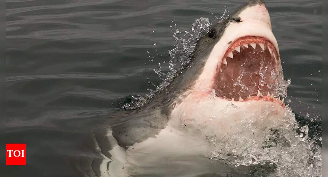 5-shark-species-that-make-the-ocean-even-more-incredible