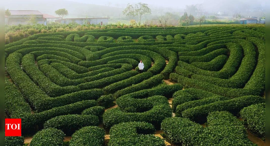 what’s-inside-the-world’s-largest-maze?