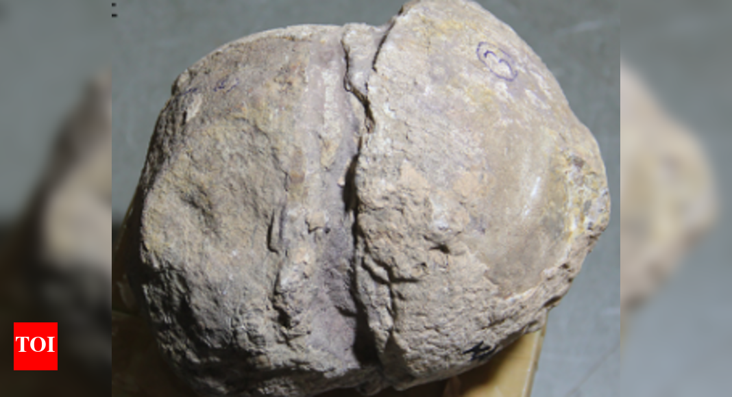 the-biggest-dinosaur-hatchery-is-in-india:-scared-‘kuldevta’-stones-identified-as-70-million-years-old-fossilised-dinosaur-eggs