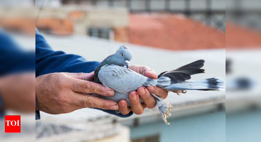 terror-on-wings:-pigeon-carrying-warning-to-blow-up-jammu-rly-station-caught