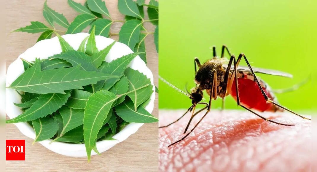 neem-leaf-extract-helps-fight-dengue-and-speeds-up-recovery:-study