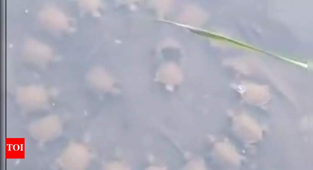 video-of-a-group-of-turtle-in-an-unusual-pattern-goes-viral:-internet-wonders-what-turtles-are-discussing