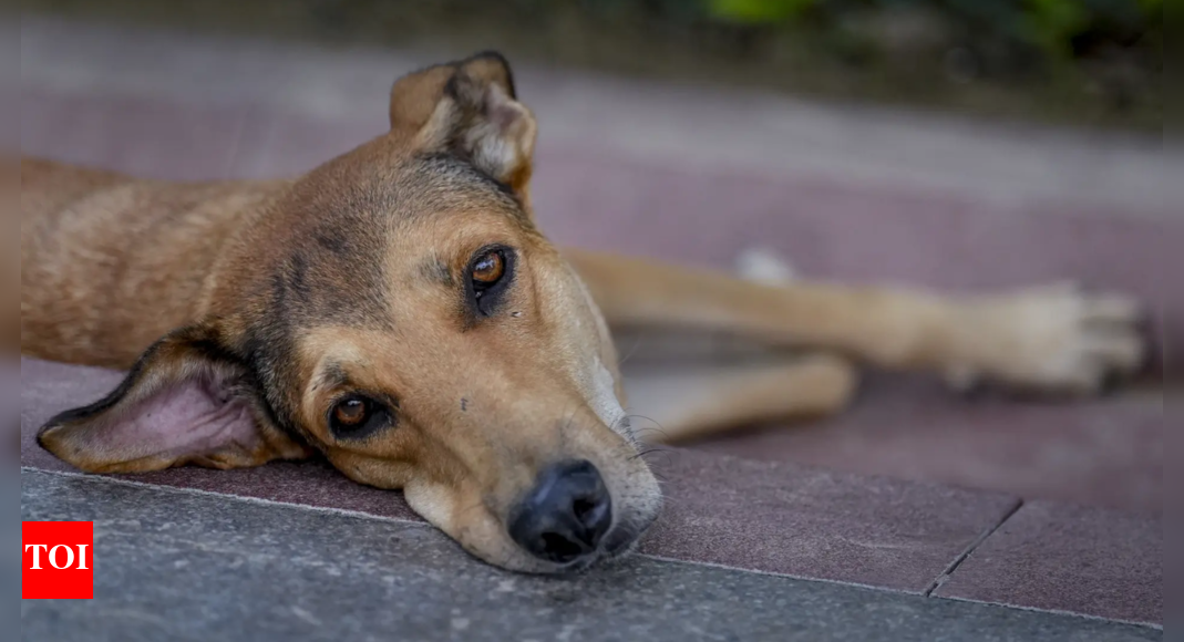 dedicated-feeding-zones,-vaccination-&-more:-supreme-court’s-major-order-on-stray-dogs-—-key-takeaways