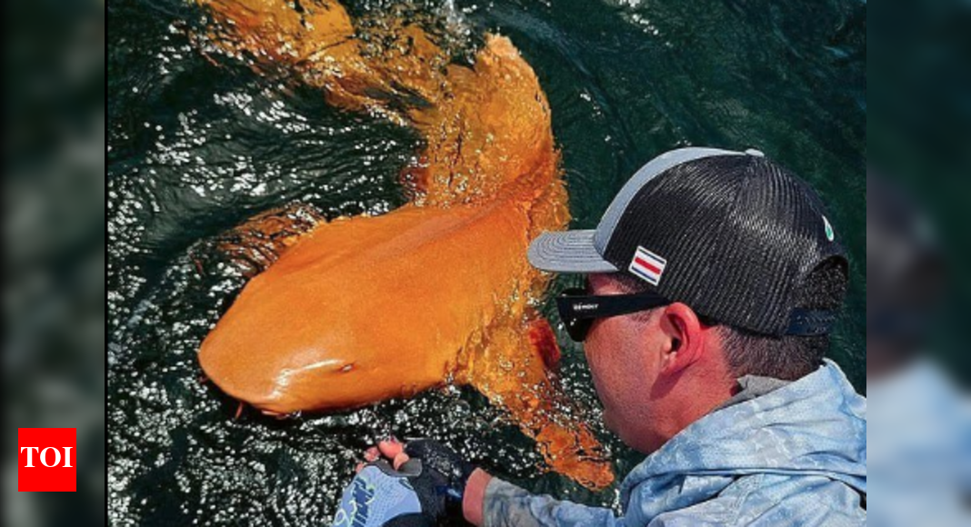 first-ever-orange-shimmering-nurse-shark-with-white-eyes-found-in-caribbean-waters;-what-gives-it-this-rare-appearance?