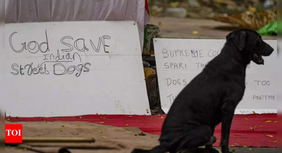 big-relief-for-animal-lovers!-sc-revises-order,-tells-mcd-to-let-off-all-stray-dogs-except-the-aggressive-–-here’s-what-unfolded-in-11-days