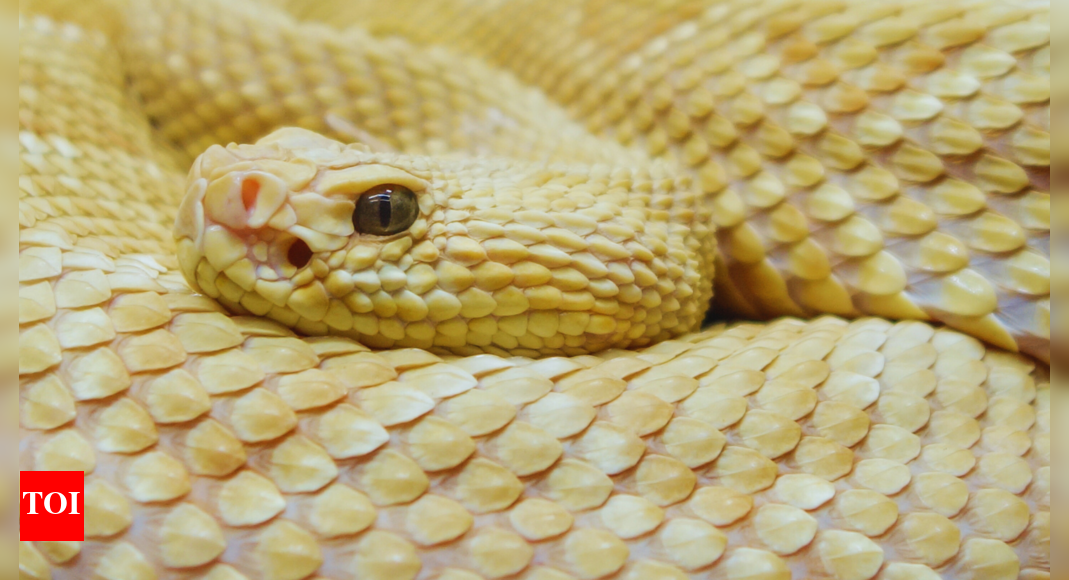 do-humans-really-live-on-snake-island?-the-truth-behind-brazil’s-deadly-isle