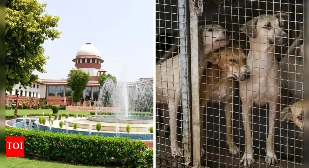 ‘too-harsh’:-what-sc-said-on-earlier-delhi-stray-dogs-order-–-‘sterilise,-immune,-release’