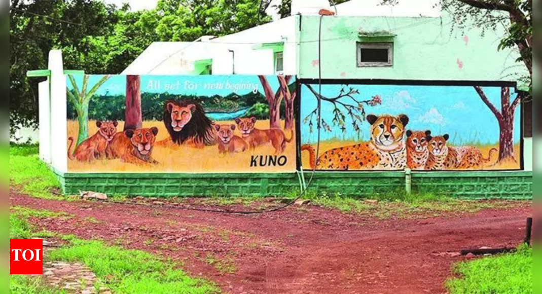 gujarat’s-pride-to-remain-mp’s-envy?-plan-to-bring-lions-to-kuno-likely-shelved