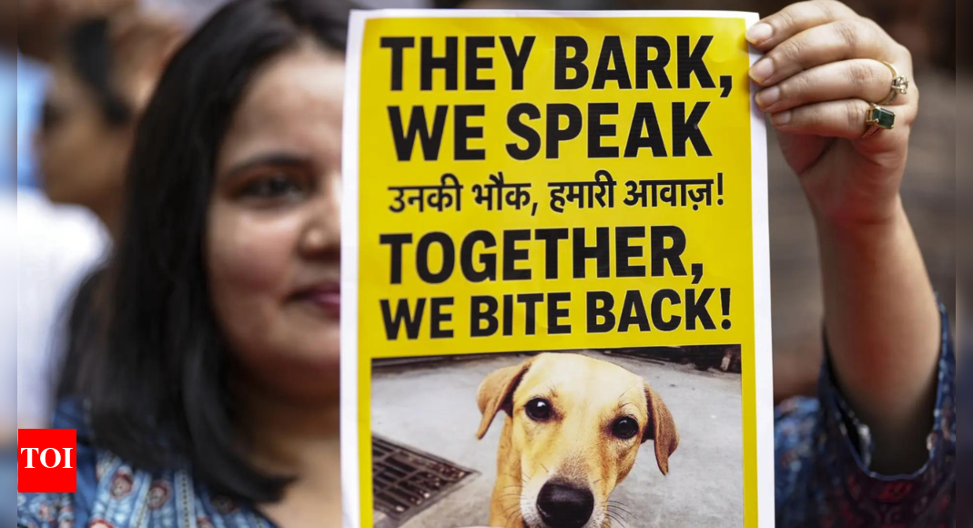 activists-welcome-sc-order-on-strays,-but-flag-concerns