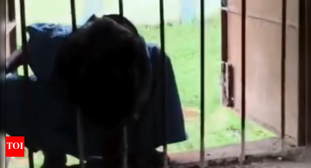 odisha-school-shocker:-class-2-girl-trapped,-stuck-in-grill;-headmaster-suspended