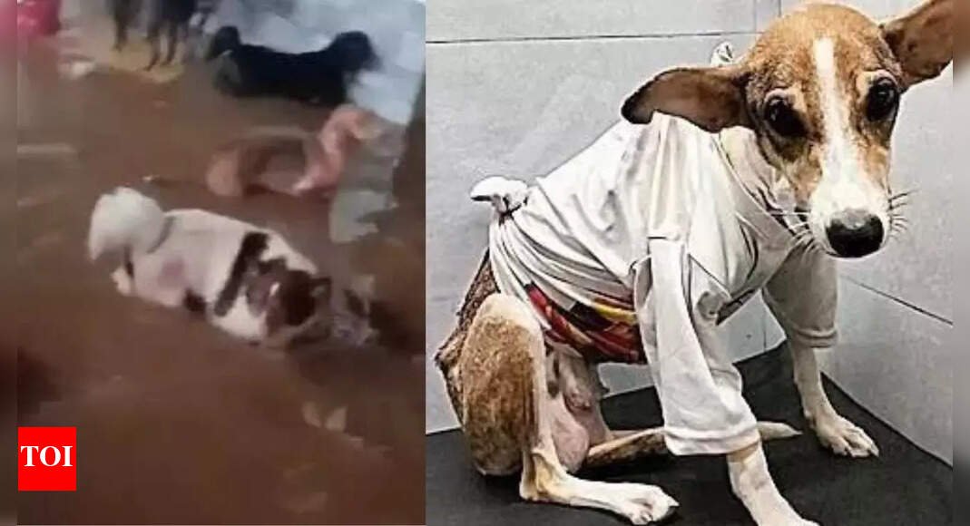 mumbai-rains:-animal-shelter-housing-91-strays,-floods;-2-dogs,-3-cats-die