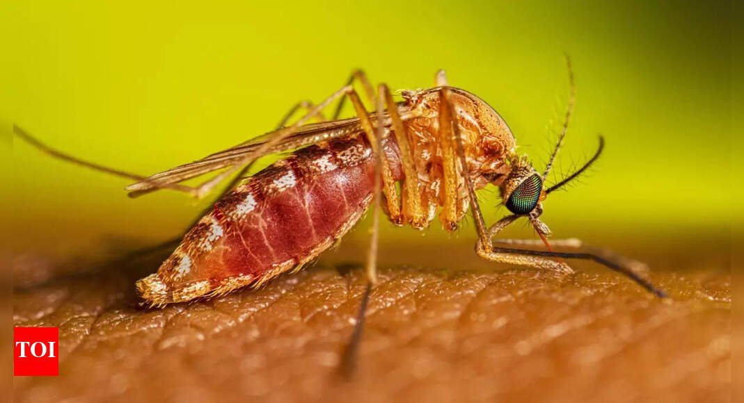 west-nile-virus:-new-york-city-reports-first-human-cases-of-2025;-symptoms-and-risk-factors-for-the-disease